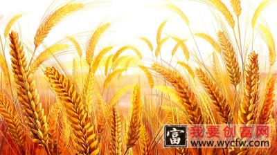 小麦分蘖期时间，小麦分蘖期在什么时候
