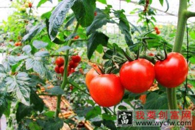 樱桃番茄怎么种 樱桃番茄的种植时间及栽培方法