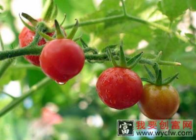 番茄为什么进行人工辅助授粉？蘸花有几种方法