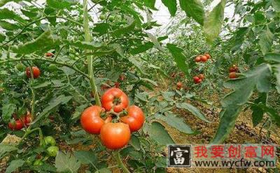 樱桃番茄栽培技术要点 细说樱桃番茄栽培过程