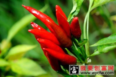 海南培育出亩产超4000公斤的辣椒新品种