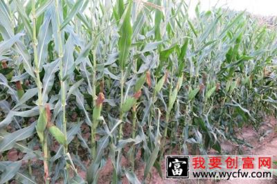 玉米草害及防治