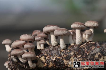 香菇栽培方式有哪些，其优缺点表现在哪些方面